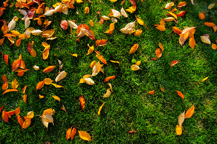 Fallen leaves lie on the grass